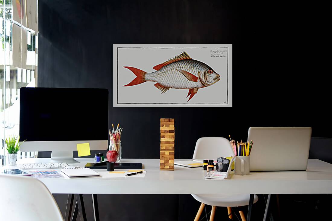 Red-tailed Gilt-head Sparus Erythrourus Reproduction