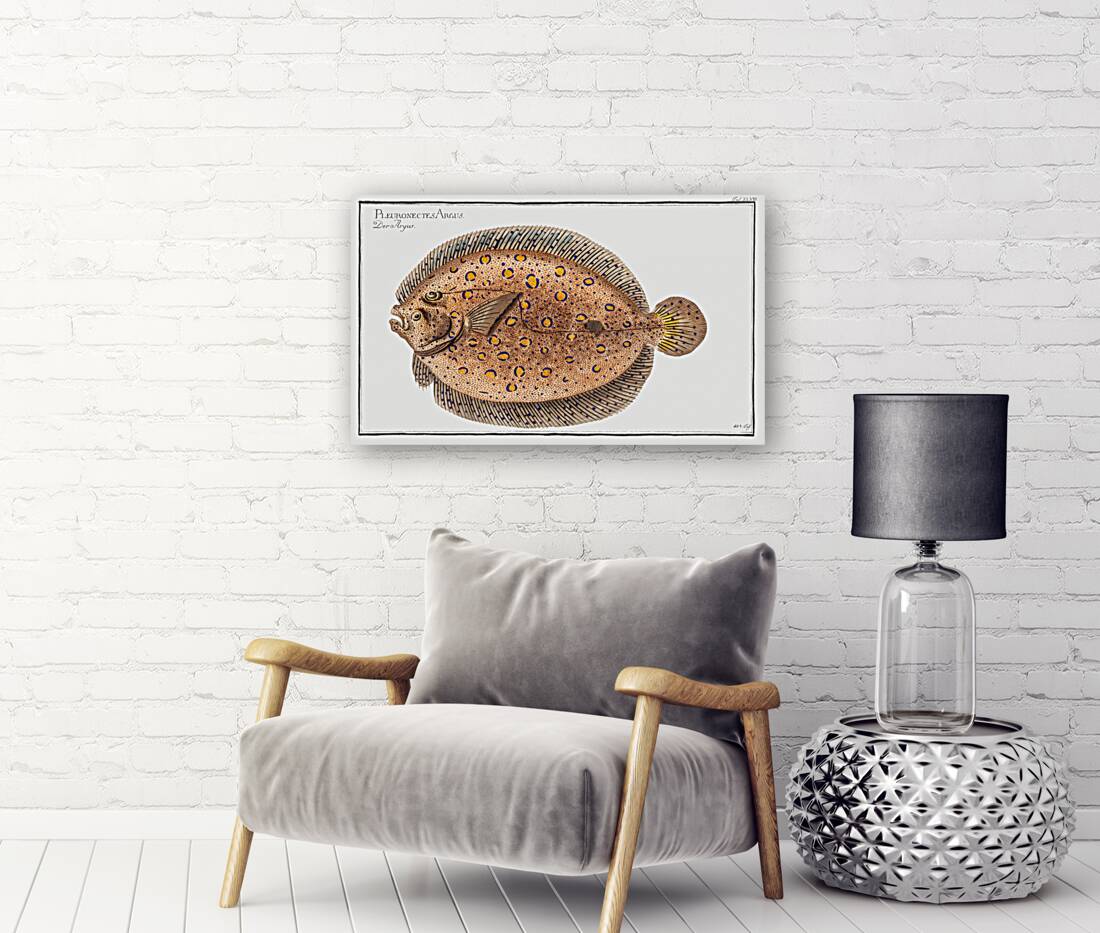 Argus-Flounder Pleuronectes Argus Reproduction