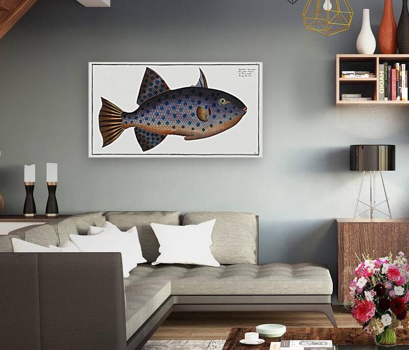 Long File-Fish Balistes maculatus Reproduction