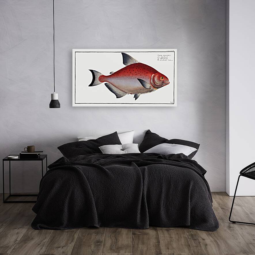 Rhomboidal Salmon Salmo rhombeus Reproduction