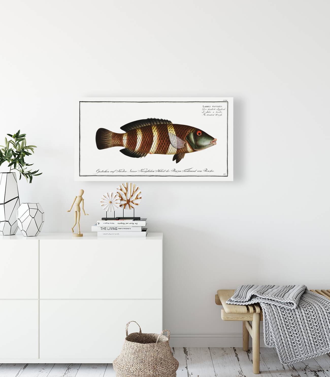 Streaked Wrasse Labrus fasciatus Reproduction