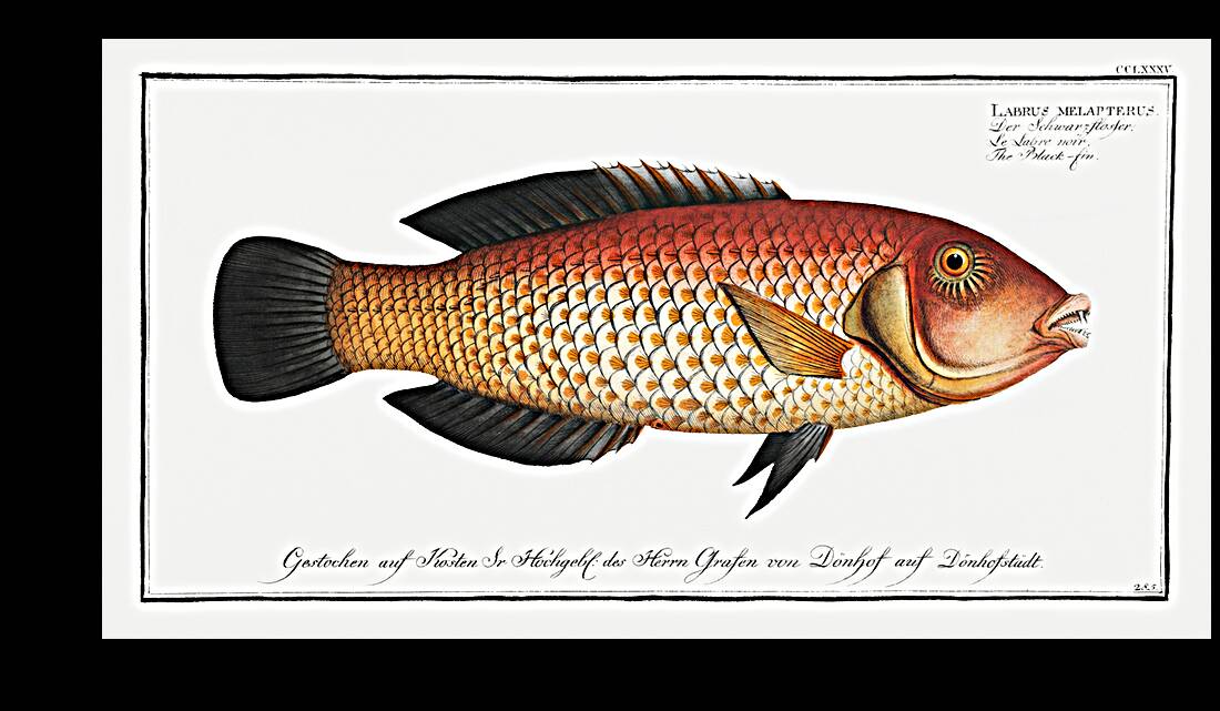 Black-fin Labrus melapterus Reproduction