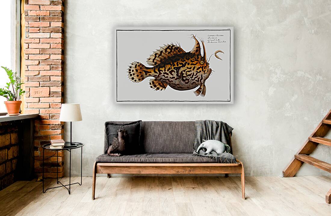 American Toad-Fish Lophius Histrio Reproduction