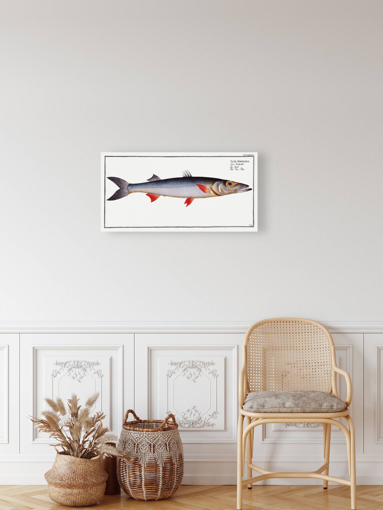 Sea-Pike Esox Sphyraena Reproduction