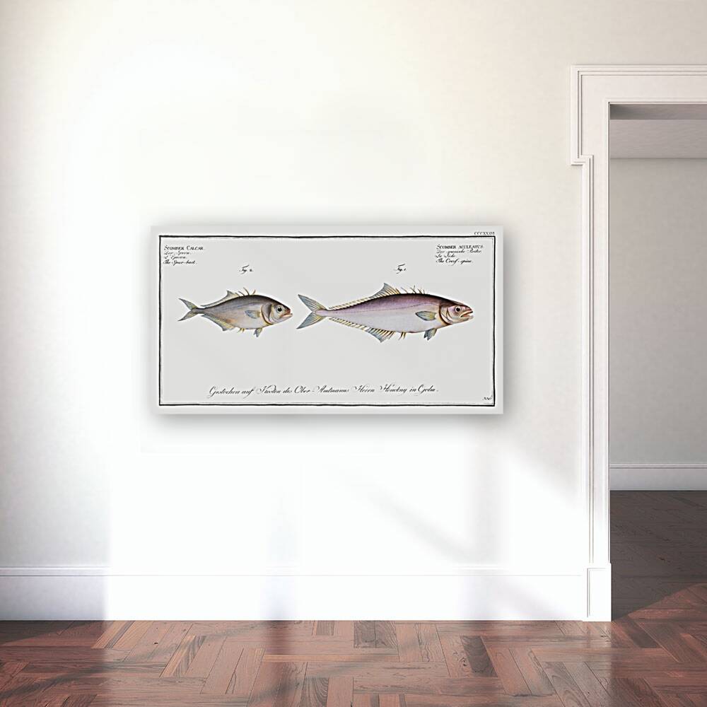 1. Cross-spine Scomber aculeatus 2. Spur-back Scomber Calcar Reproduction