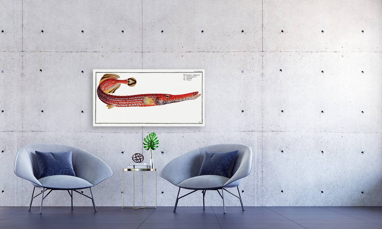 Trumpet Fistularia chinensis Reproduction