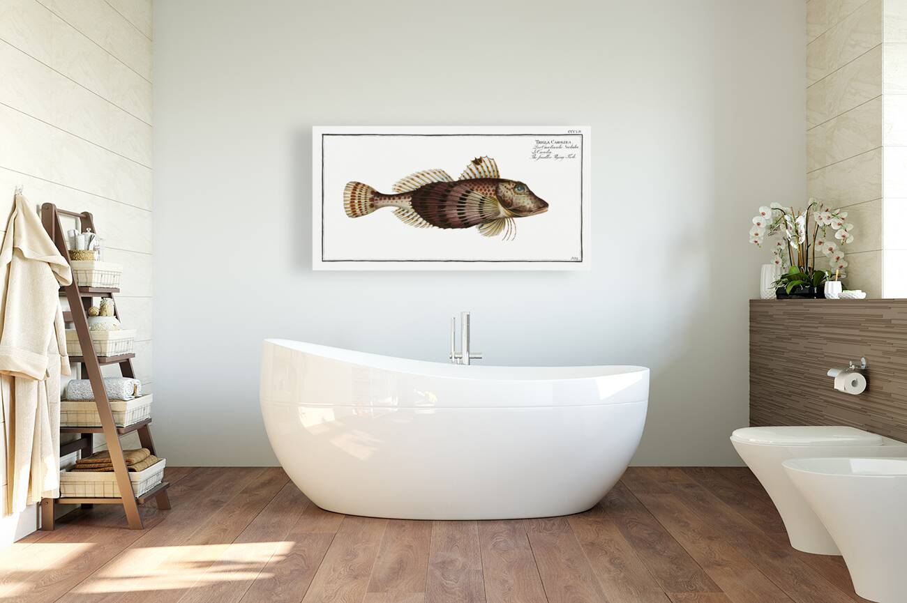 Smaller Flying-Fish Trigla Carolina Reproduction