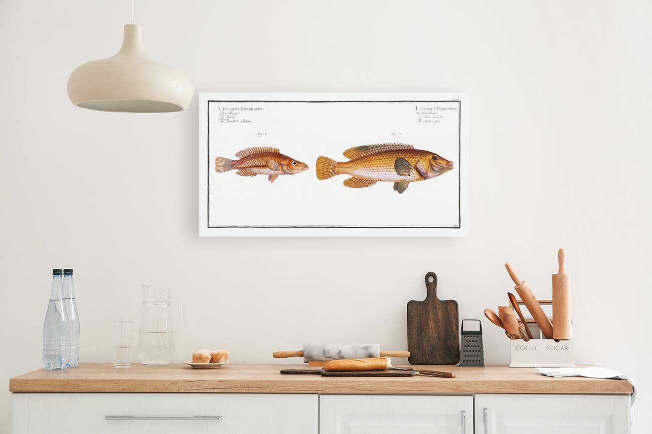 1. Green-fin Lutianus Virescens 2. Snouted Lutian Lutianus Rcstratus Reproduction