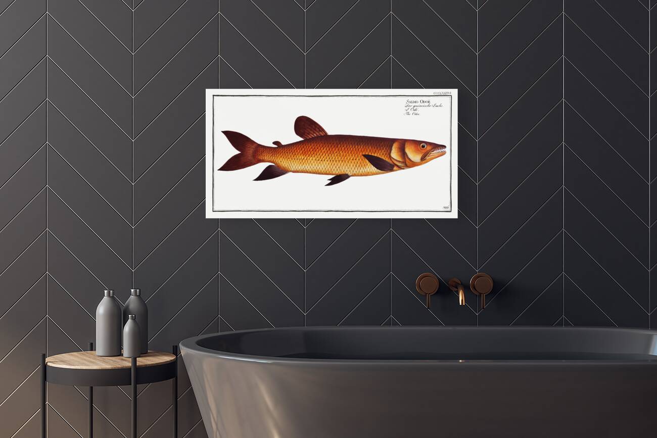 Odoe Salmo Odoe Reproduction