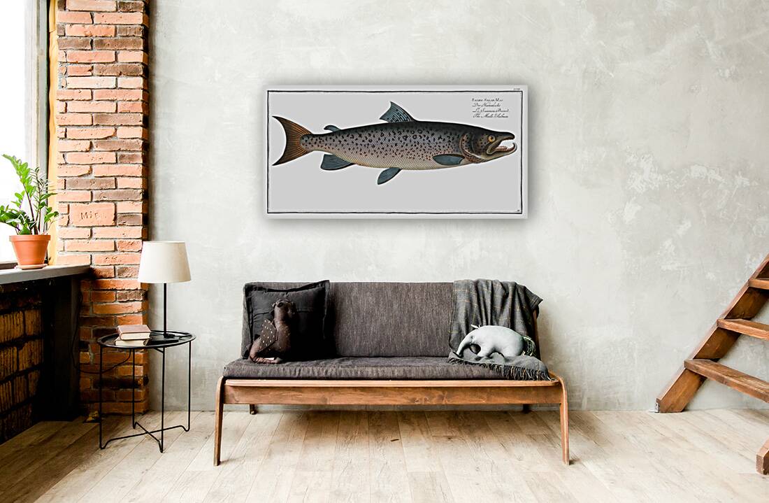 Male-Salmon Salmo Salar Mas Reproduction