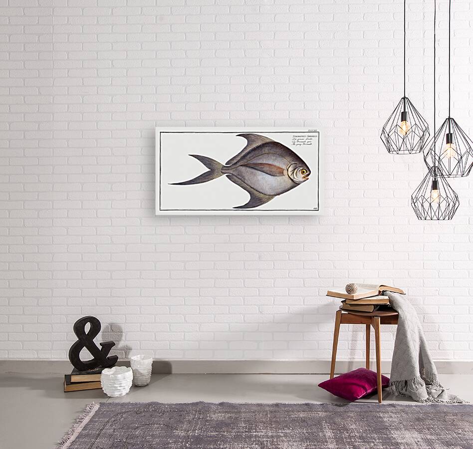 Gray Stromate Stromateus cinereus Reproduction