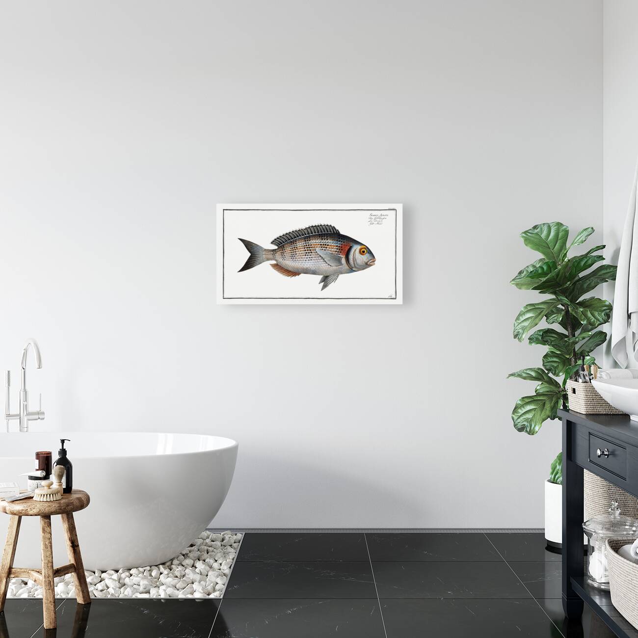 Gilt-Head Sparus Aurata Reproduction