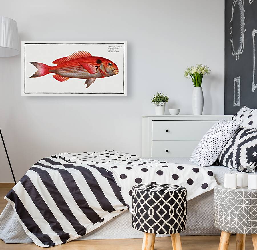 Sea-Bream Sparus Pargus Reproduction