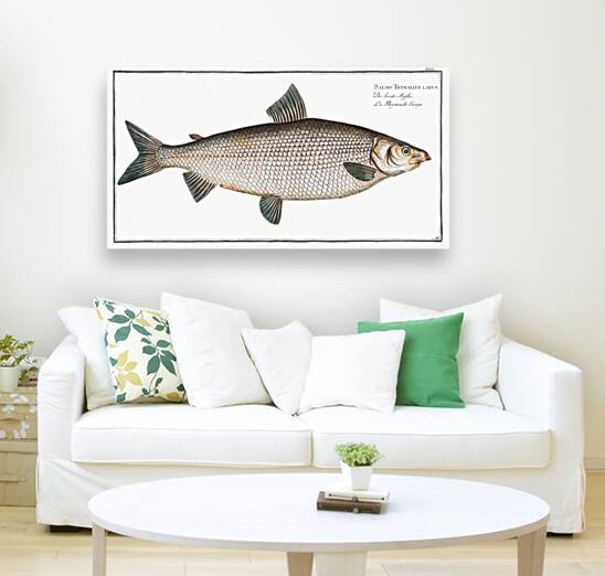 Broad-Gwiniad Salmo Thymallus latus Reproduction