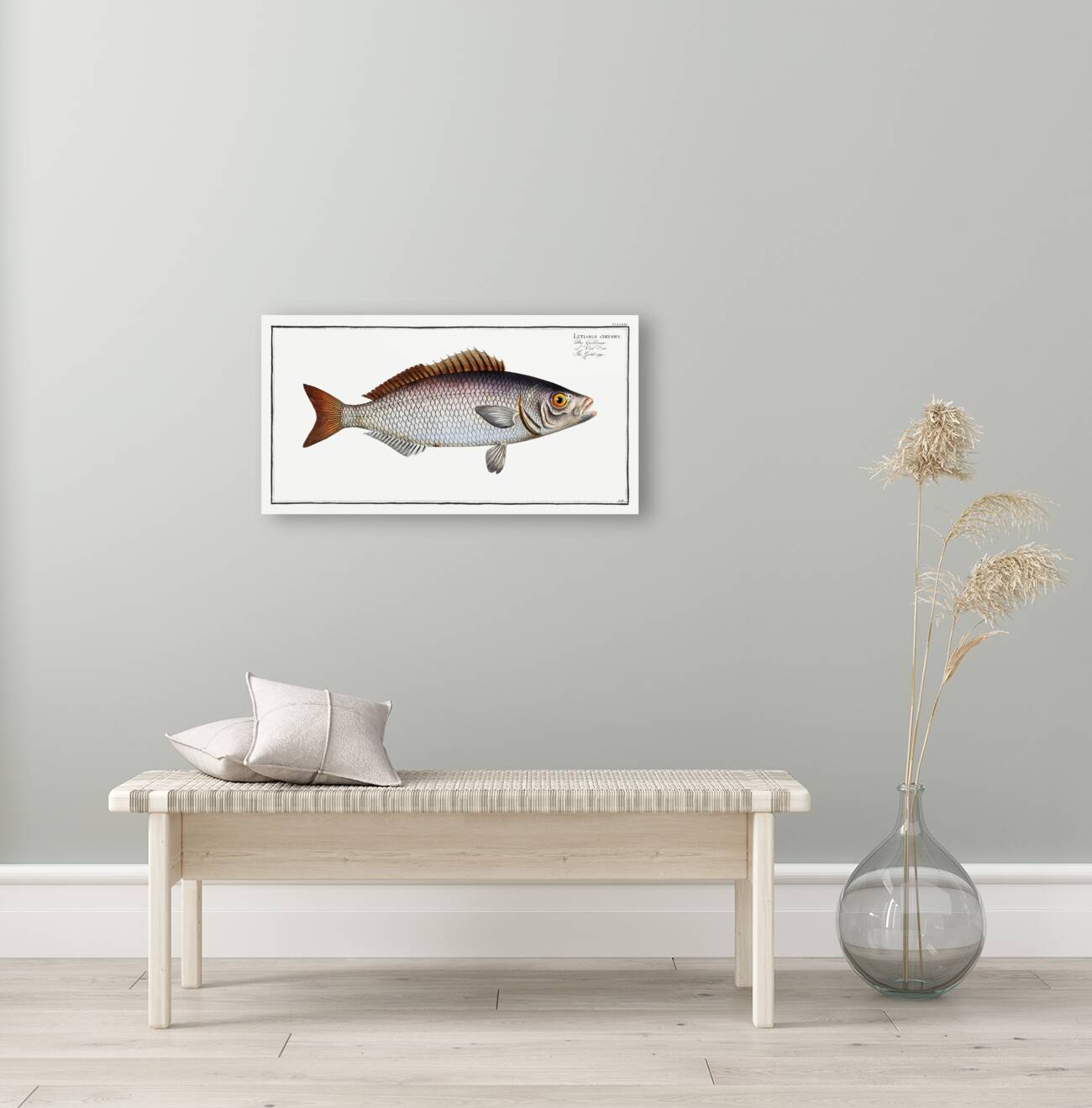 Gold-eye Lutianus chrysops Reproduction