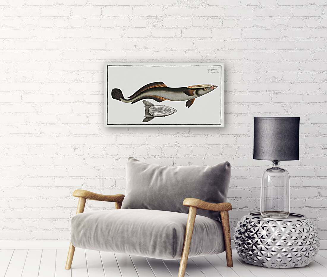 Sucking-Fish Echeneis Neucrates Reproduction