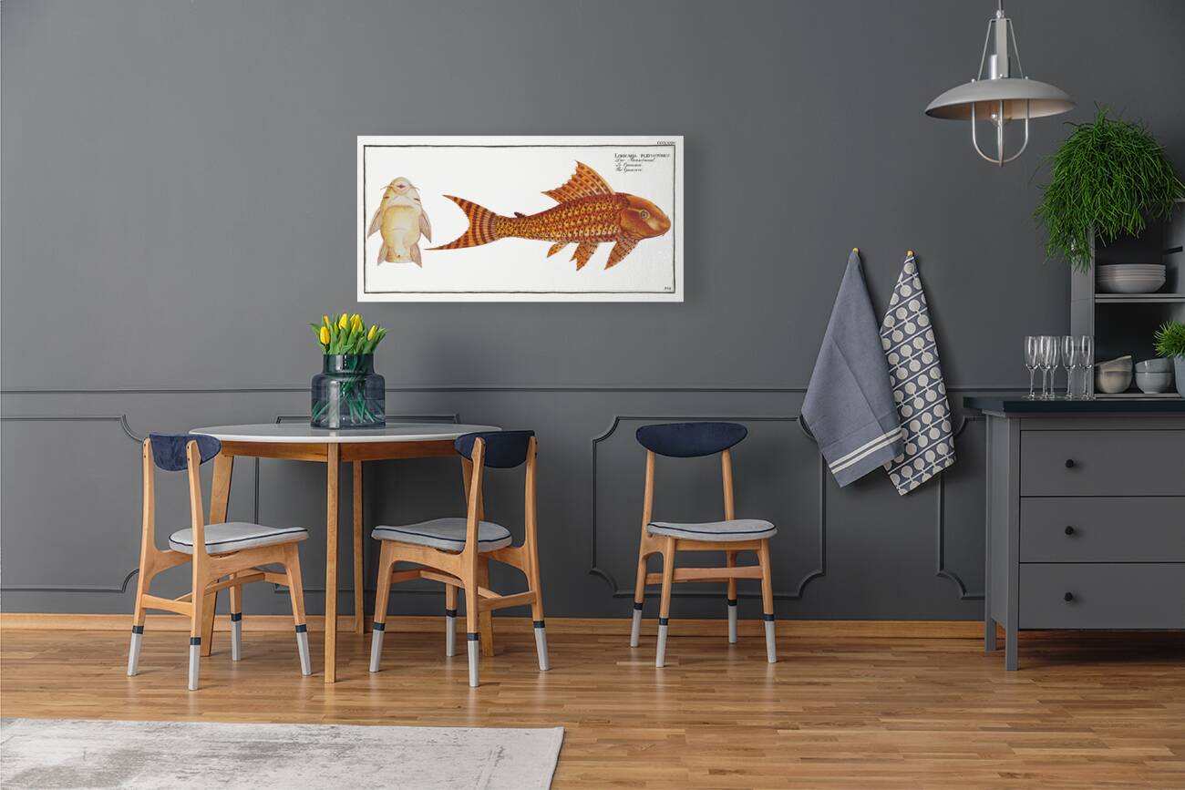 Guacari Loricaria plecostomus Reproduction