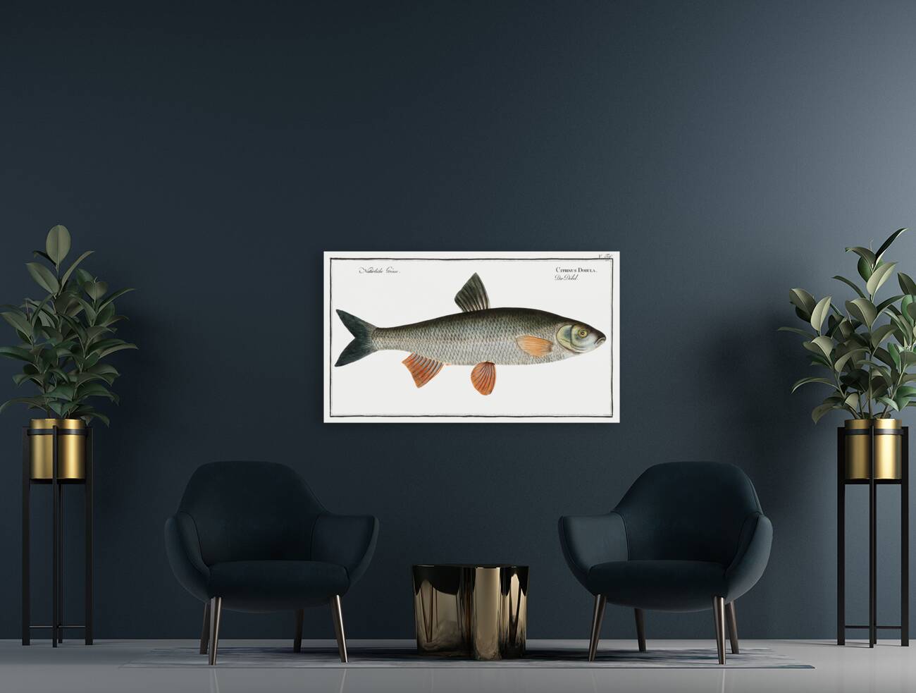 Dobula Cyprinus Dobula Reproduction