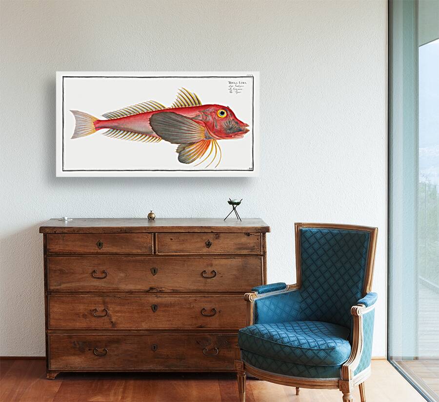 Piper Trigla Lyra Reproduction