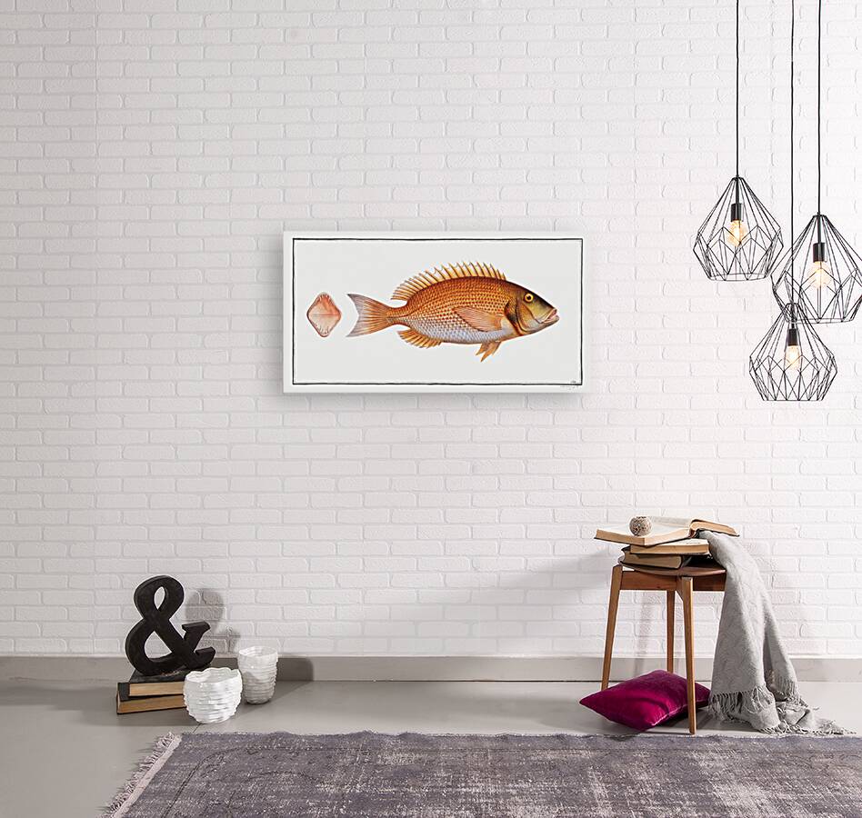 Sea-Rough Sparus Dentex Reproduction