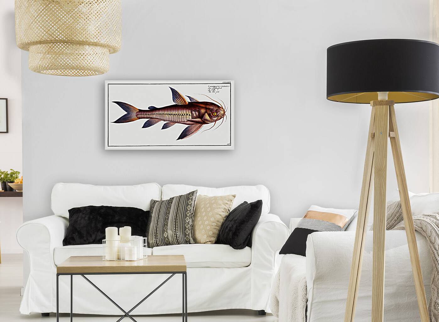 Rib-fish Cataphractus costatus Reproduction