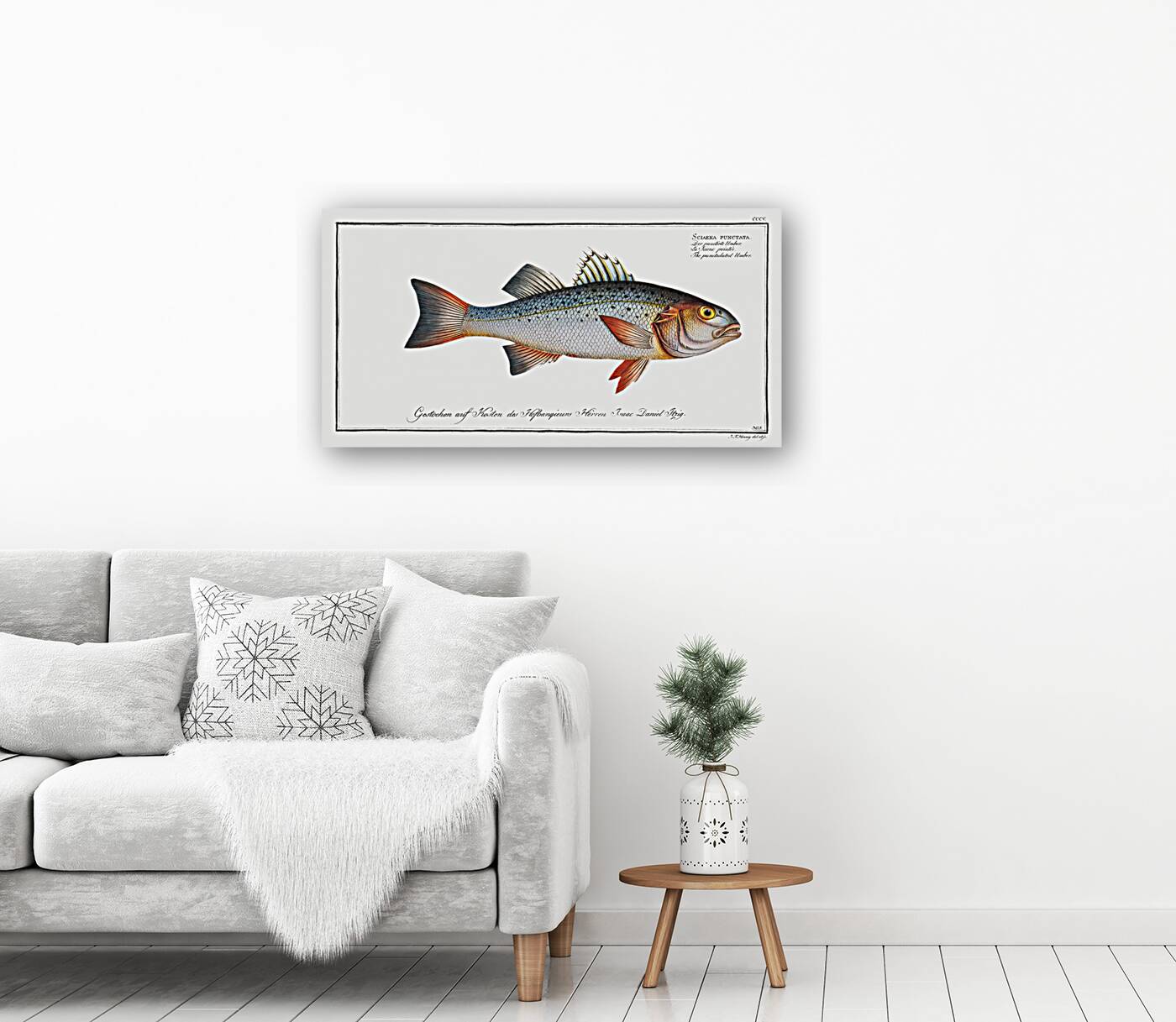 Punctulated Umber Sciaena punctata Reproduction