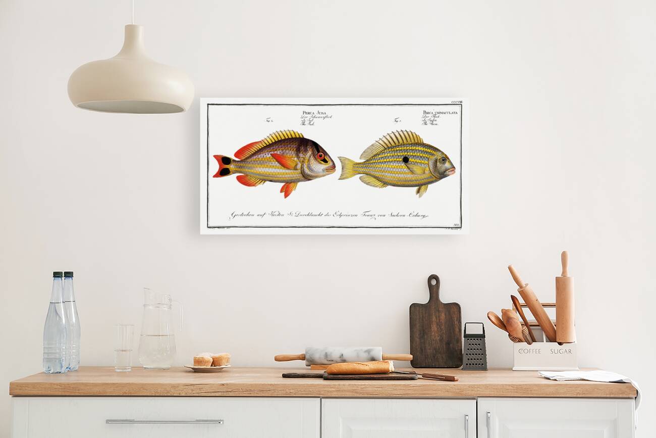 1. Pacu Perca unimaculata 2. Jub Perca Juba Reproduction