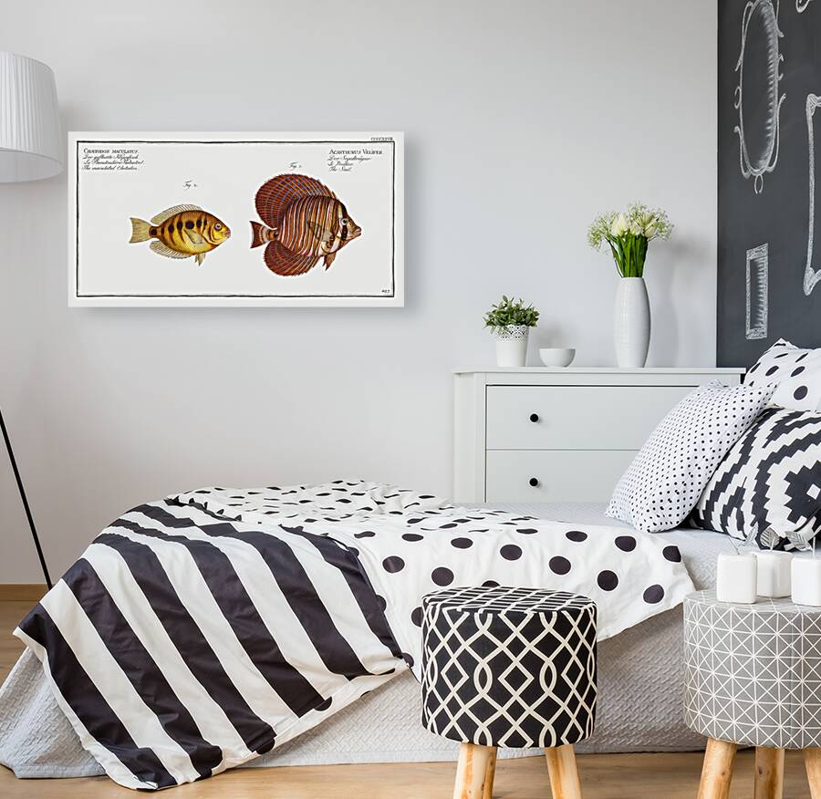 1. Sail Acanthurus Velifer 2. Maculated Chetodon Chaetodon maculatus Reproduction