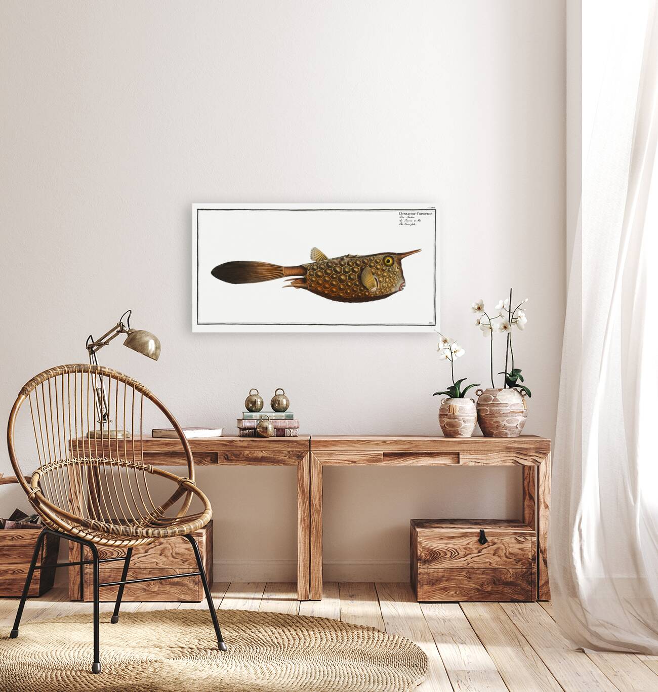 Horn-fish Ostracion Cornutus Reproduction