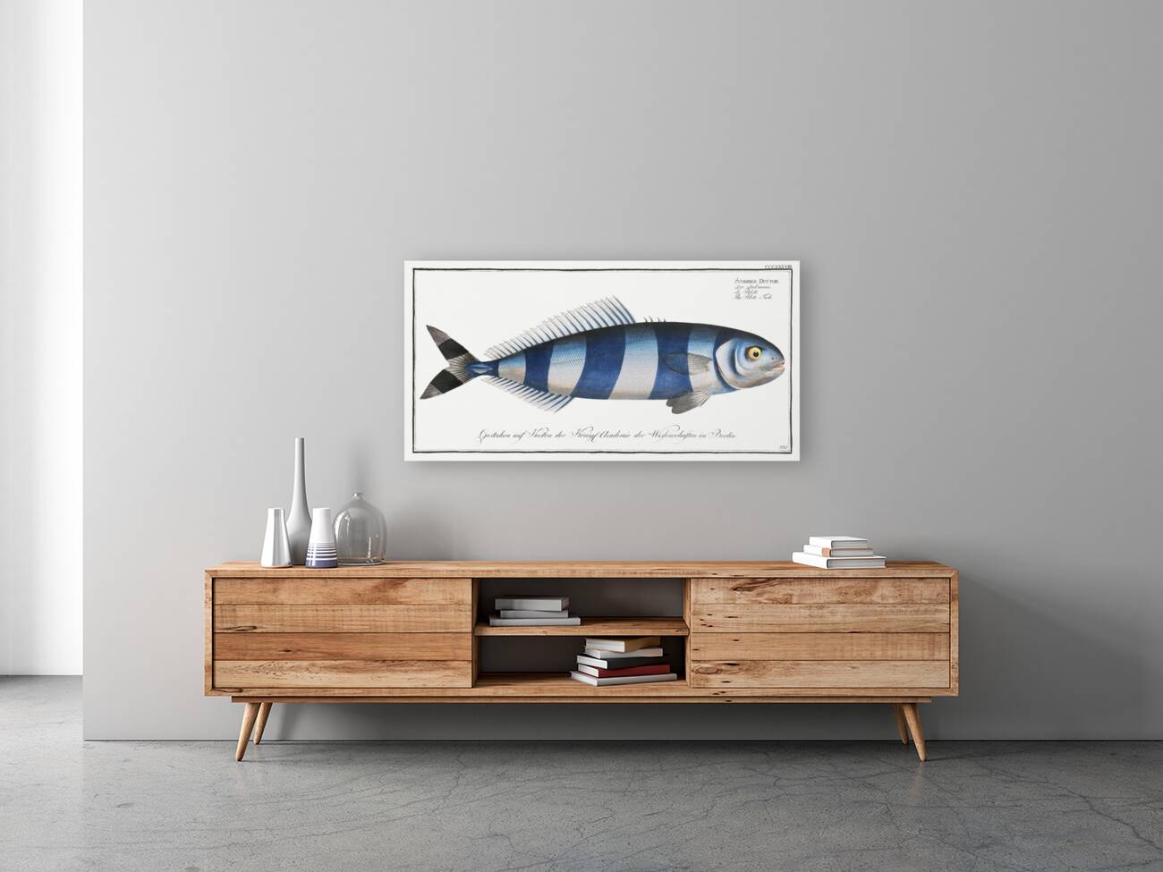 Pilote-Fish Scomber Ductor Reproduction