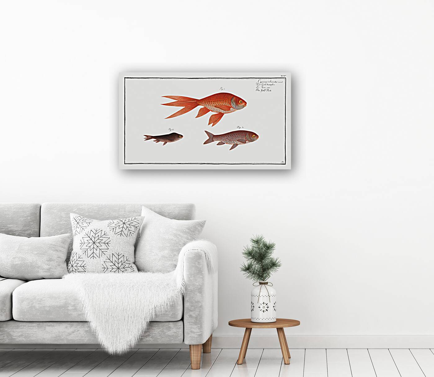 Gold-Fish Cyprinus Auratus Reproduction