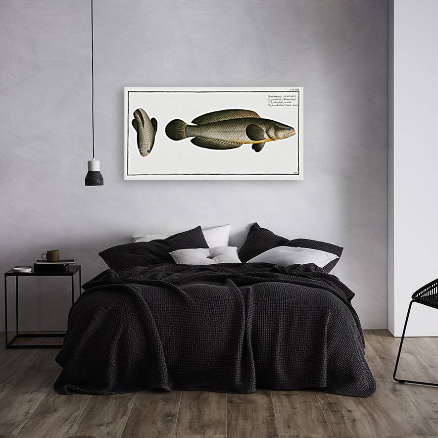 Punctulated Snake-head Ophicephalus punctatus Reproduction