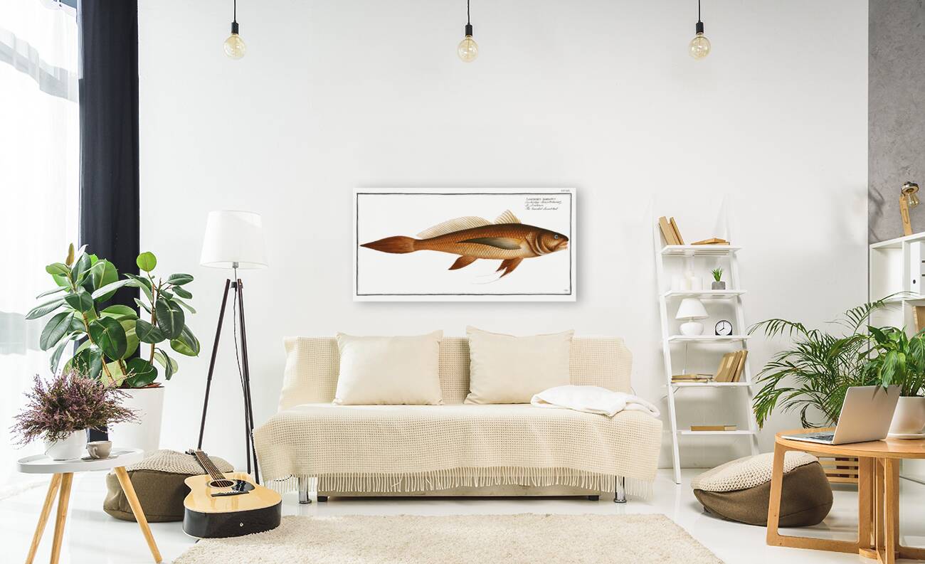 Bearded Lancet-tail Lonchurus barbatus Reproduction