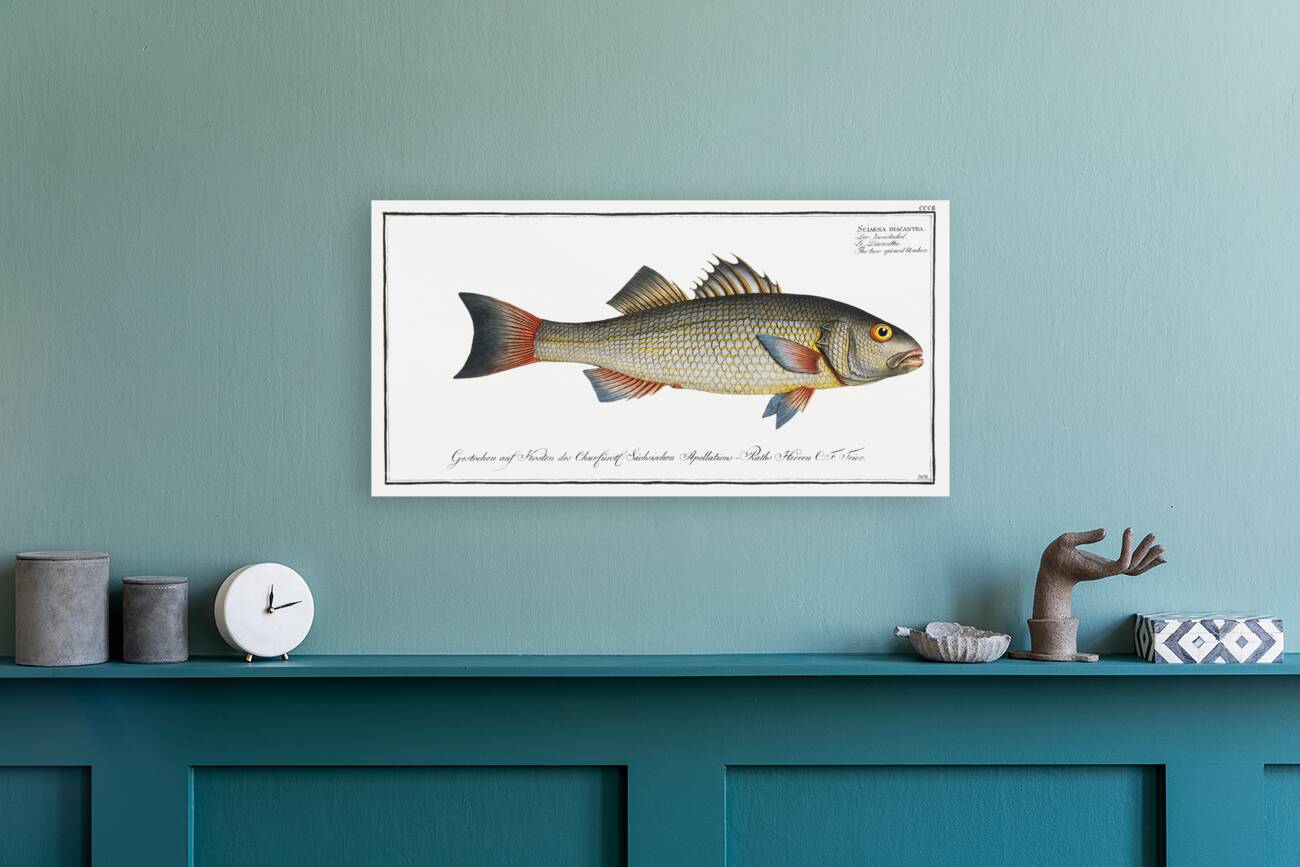 Two-spined Umber Sciaena diacantha Reproduction