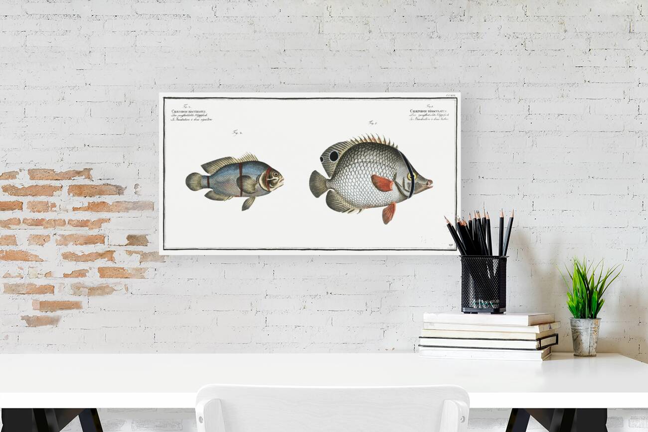 1. Chaetodon bimaculatus 2. Chaetodon biaculeatus Reproduction