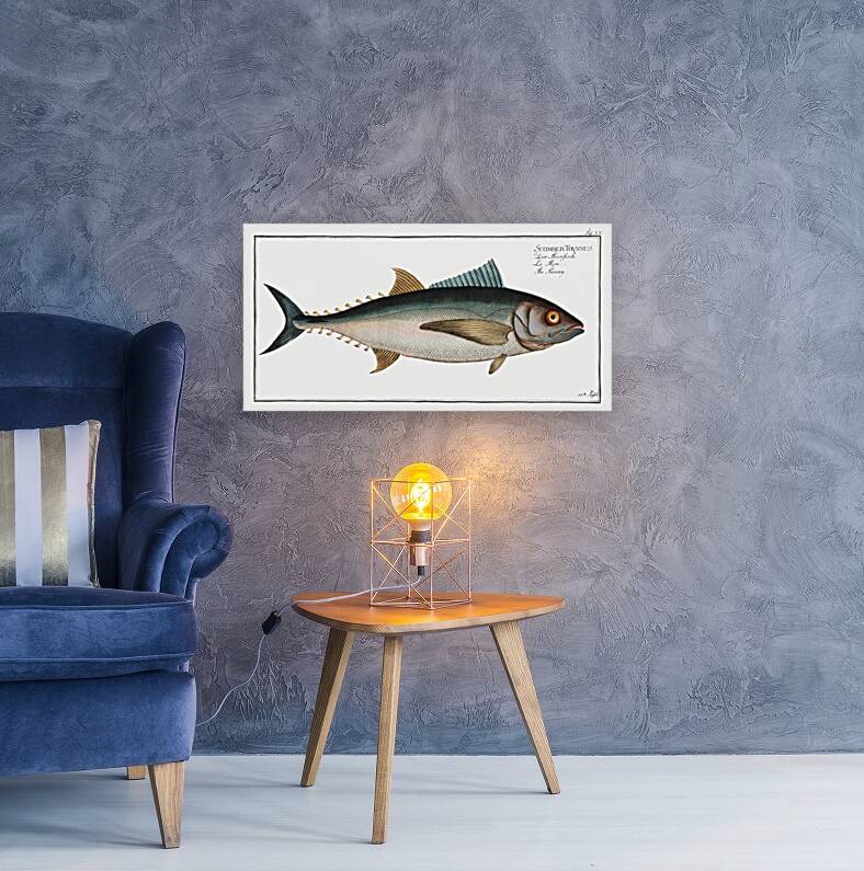 Tunny Scomber Thynnus Reproduction