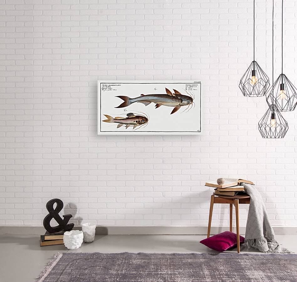 1. Knotty Silure Silurus Nodosus 2. Four spotted Silure Silurus Quadrimaculatus Reproduction