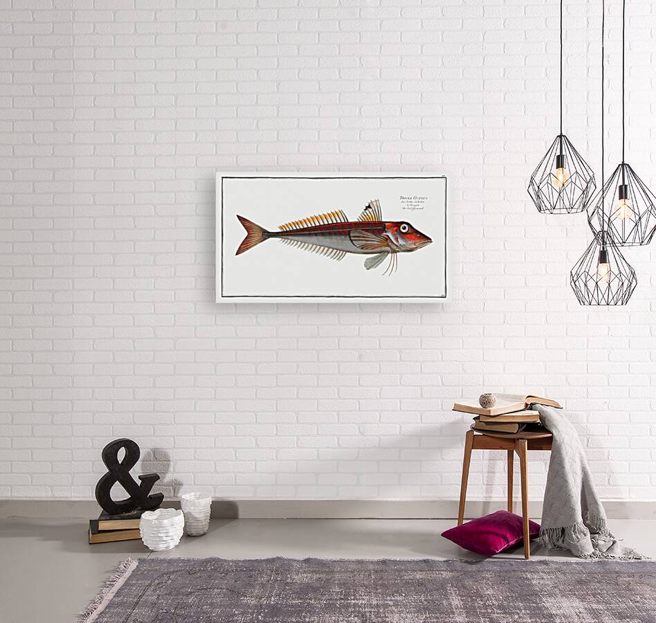 Red Gurnard Trigla Cuculus Reproduction