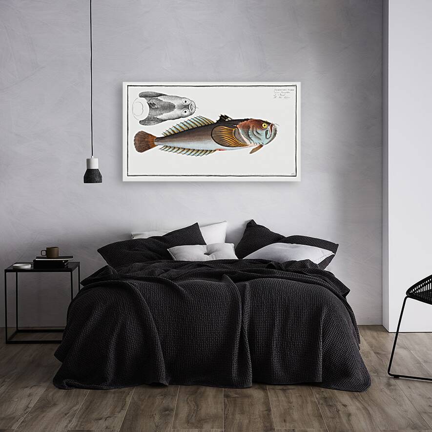 Star-Gazer Uranoscopus Scaber Reproduction