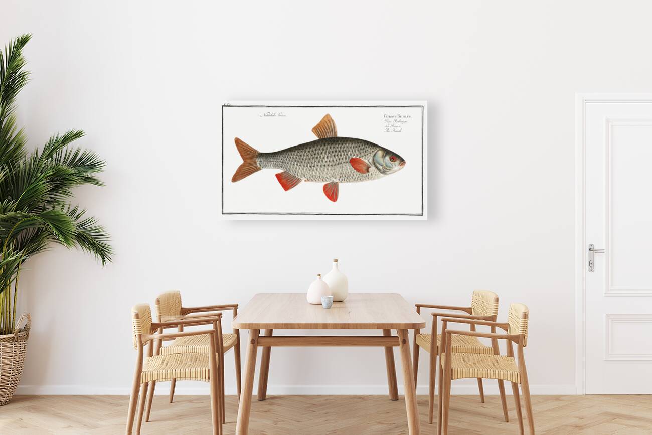 Roach Cyprinus Rutilus Reproduction