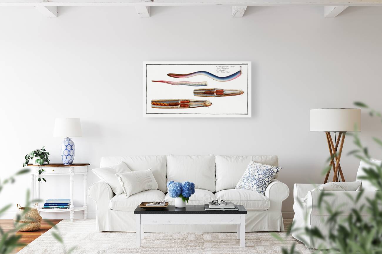 Blind-Fish Gastrobranchus coecus Reproduction