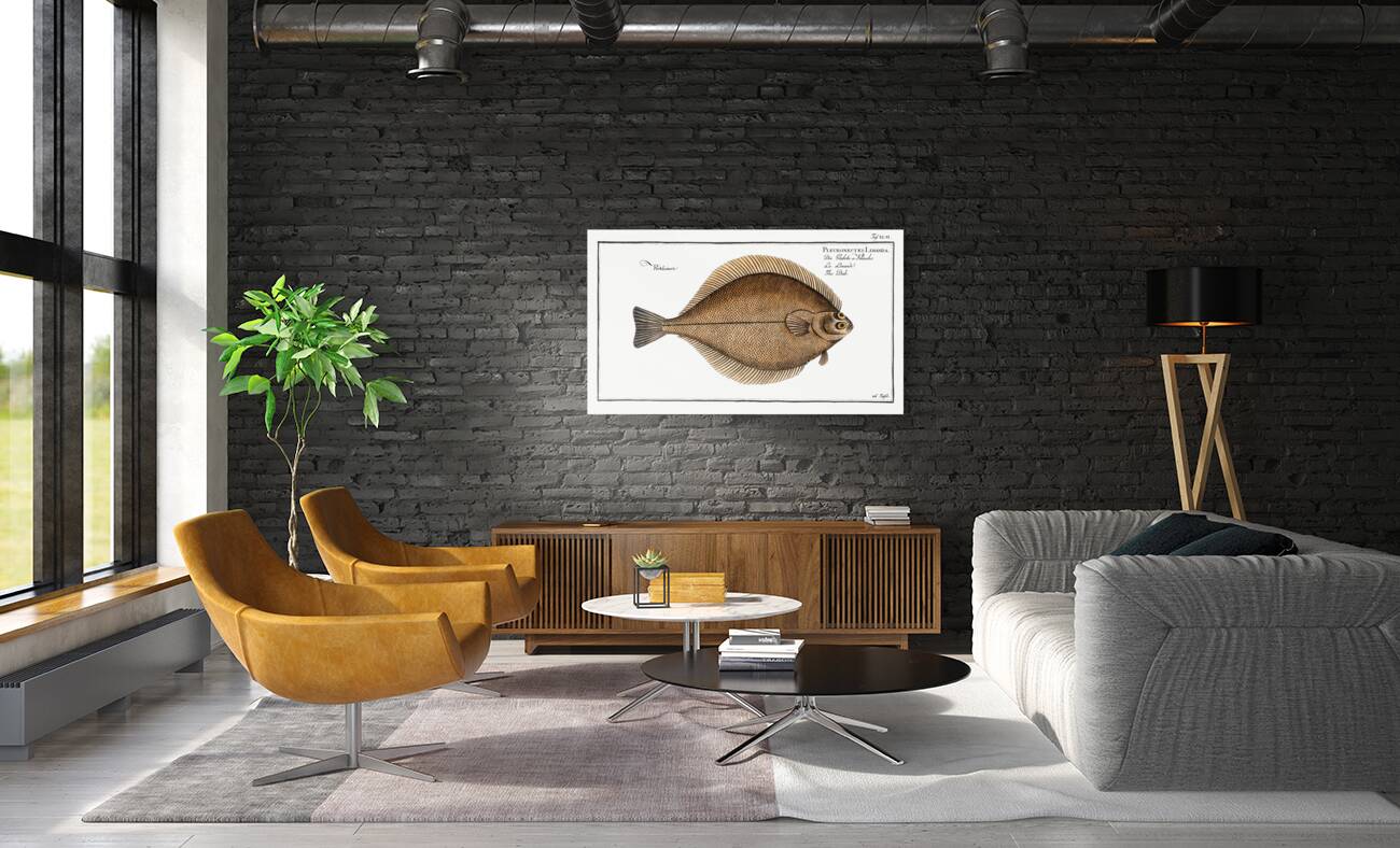 Dab Pleuronectes Limanda Reproduction