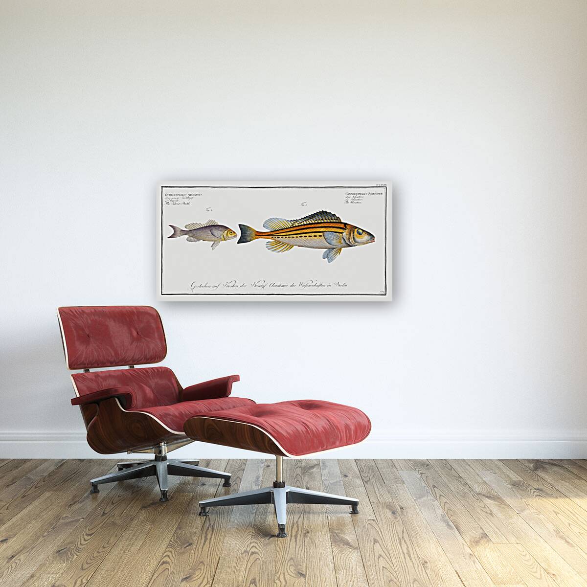 1. Schratser Gymnocephalus Schratser 2. Siver-Bald Gymnocephalus argenteus Reproduction