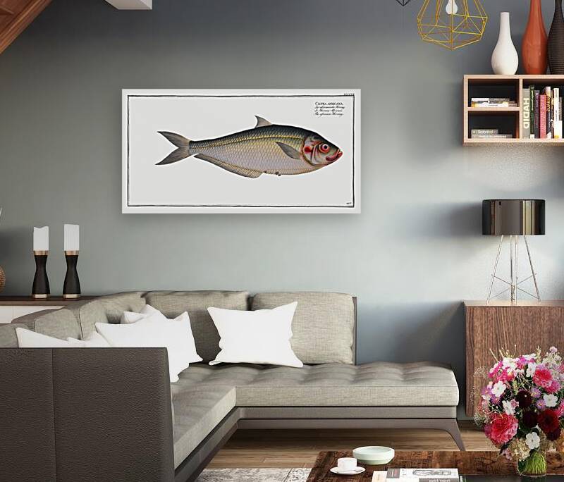 Africain Herring Clupea africana Reproduction