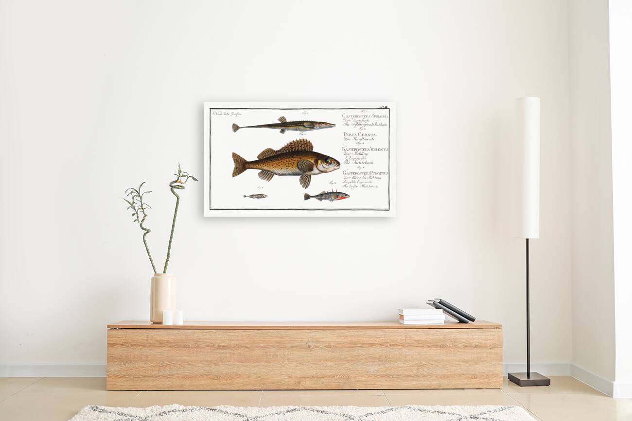 1. Fifteen-Spined Stickleback Gasterosteus Spinachia 2. Ruffe Perca Cernua 3. Stickleback Gasterosteus Aculeatus 4. lesser Stickleback Gasterosteus Pungitius Reproduction