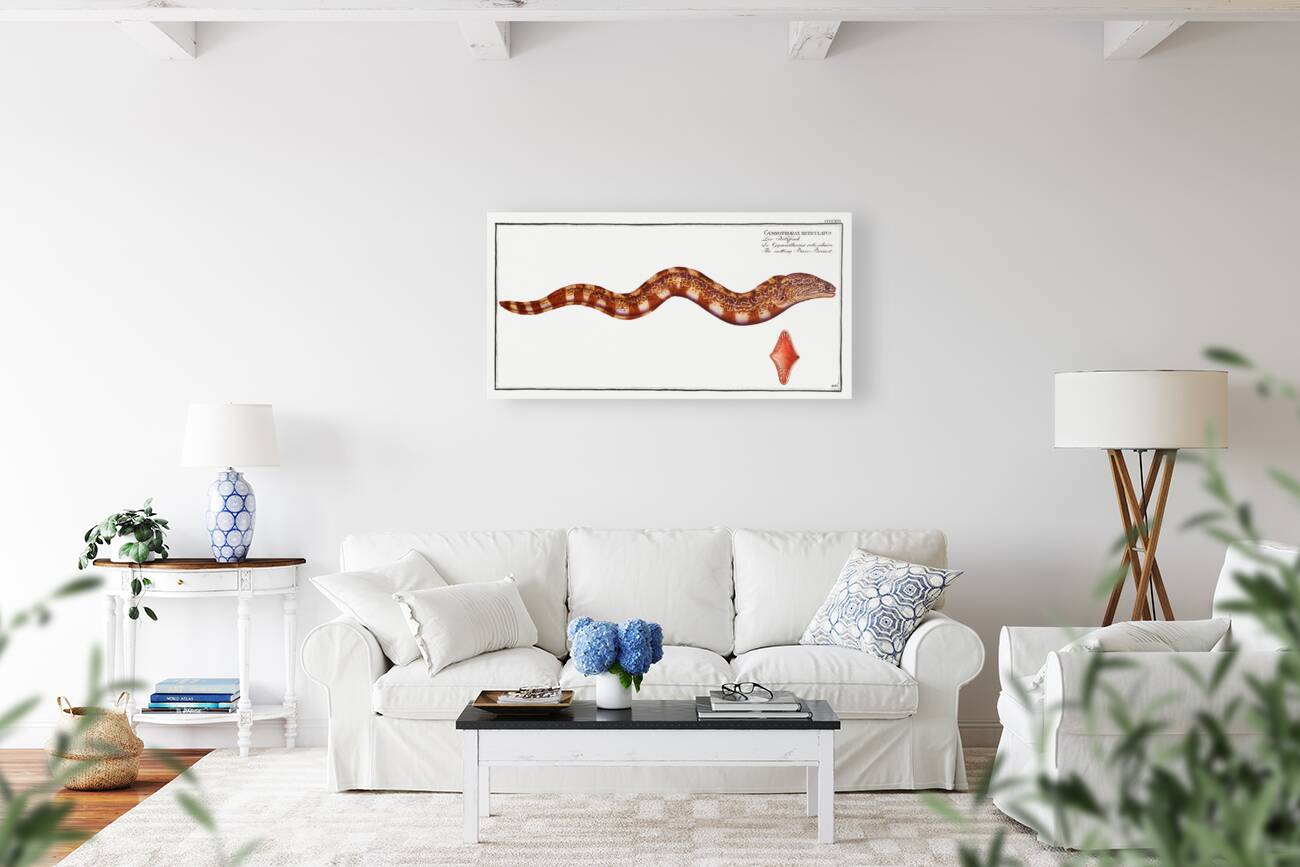 Netting Bare-Breast Gymnothorax reticulatus Reproduction