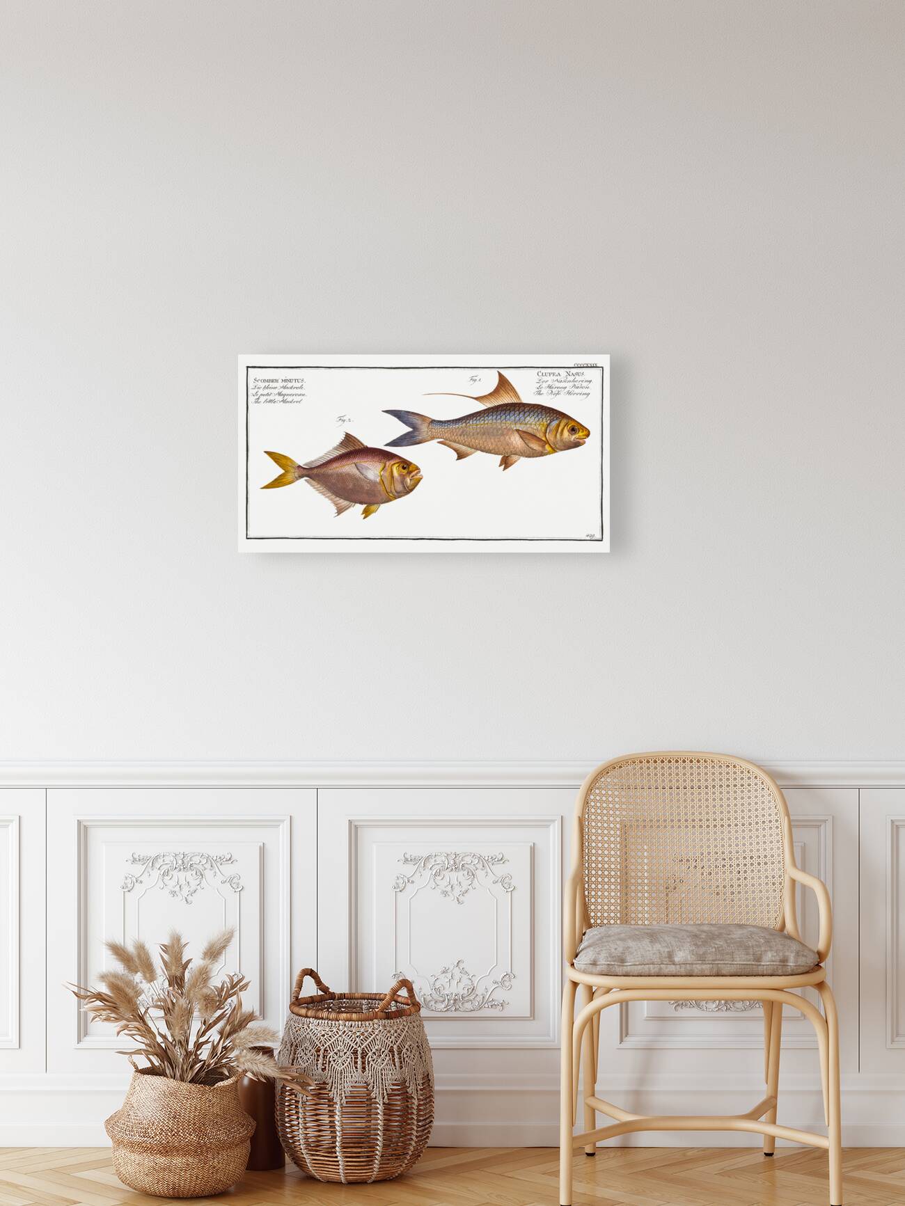 1. Nose-Herring Clupea Nasus 2. Little Mackrel Scomber minutus Reproduction