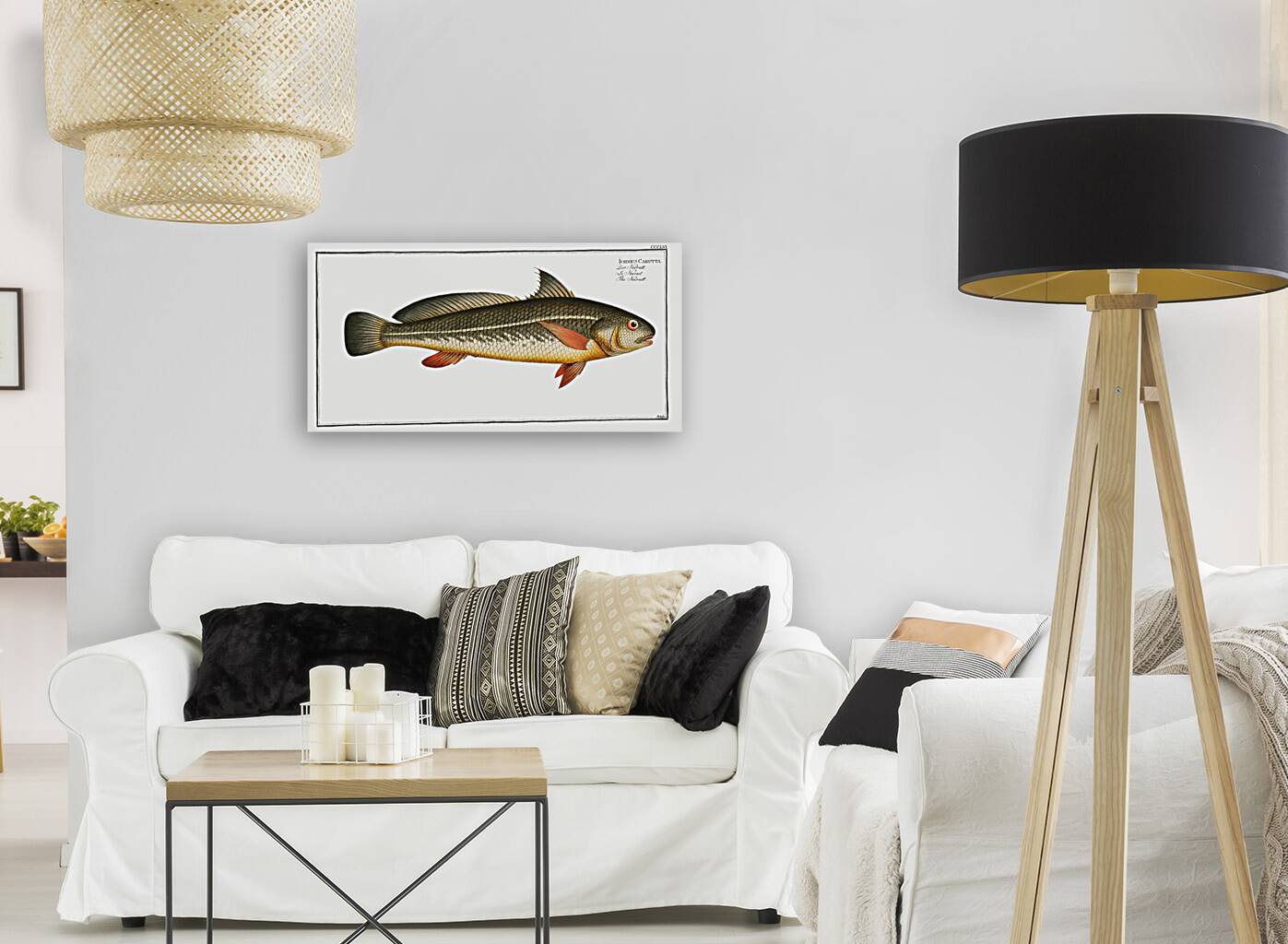 Karutt Johnius Carutta Reproduction