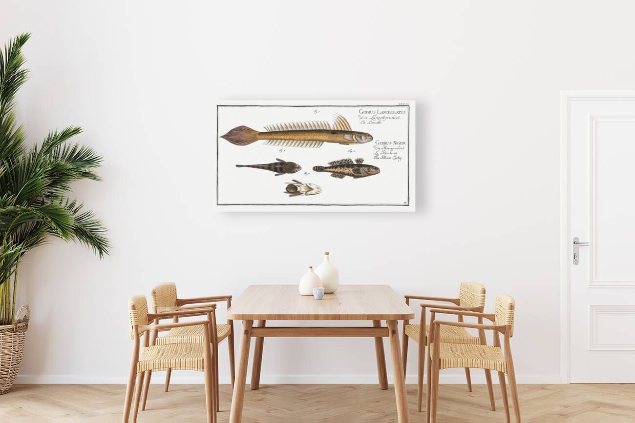 1. 4. Lancet-Goby Gobius Lanceolatus 2. 3. Black Goby Gobius Niger Reproduction