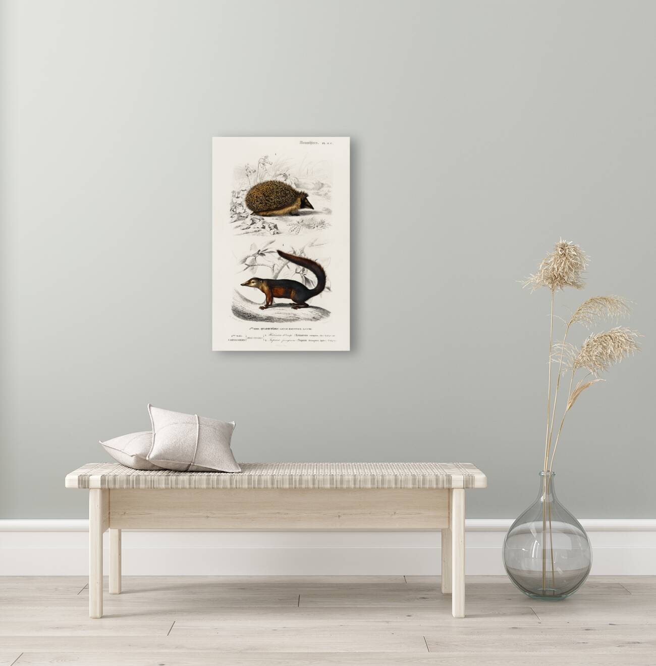 European Hedgehog Erinaceus Europaeus and Common Treeshrew Tupaia Glis Reproduction